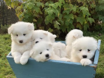 Arctic White Samoyed
