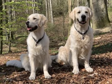Golden Show Stars