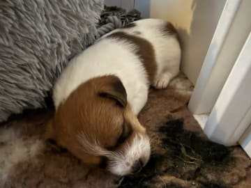 S'Wagger Tail