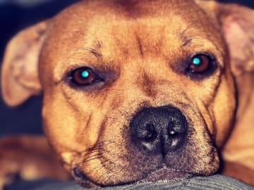 Kulltorp's Zeal