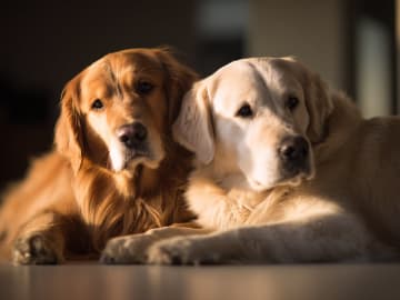 Skåneretrievers