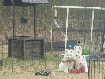Polarbjörnen's kennel