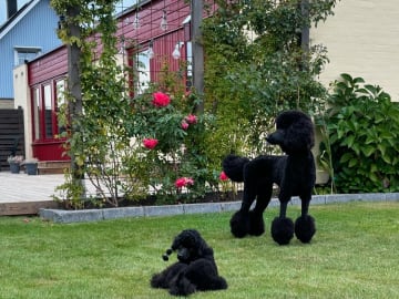 Vindgårdens kennel