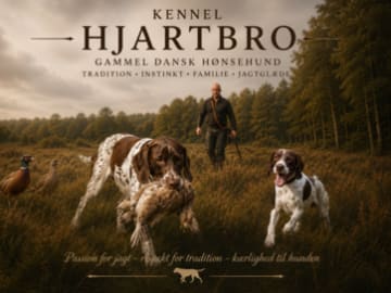 Hjartbro's