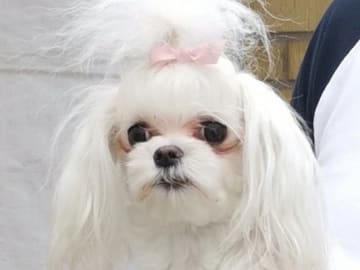 Ginny Angel