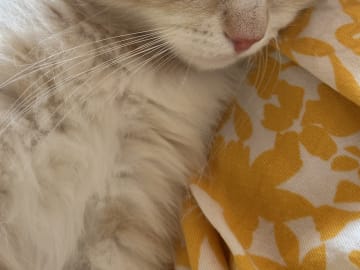 Petit Pavot