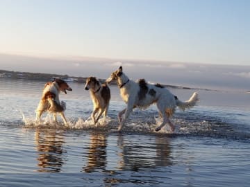 Bravehounds