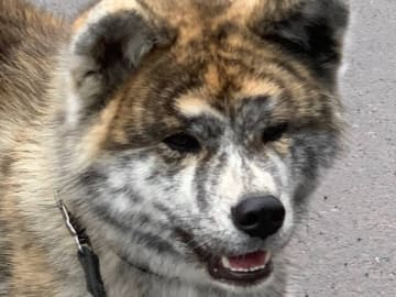 Fuyuko Kensha
