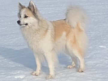 Sannasus