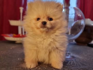 Fluffy Soul's