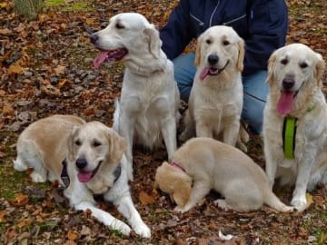 Retriever Village