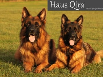 Haus Qira