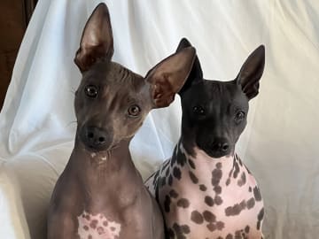Kennel Atrichos