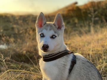 Ingrid Vigre Lofoten Husky