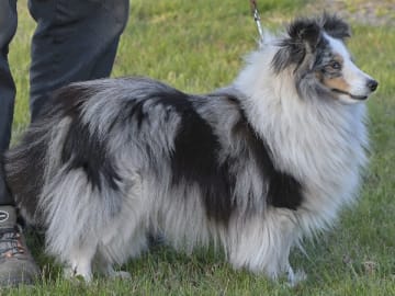 Quipus kennel