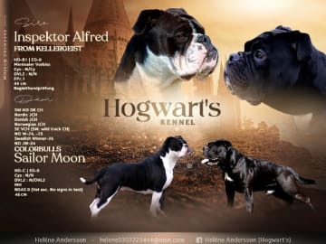 Hogwart's