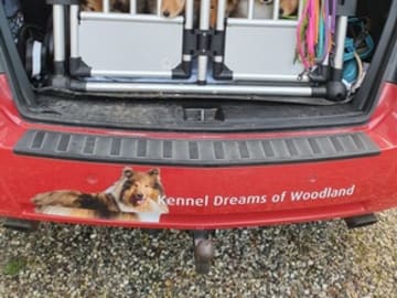 Dreams Of Woodland