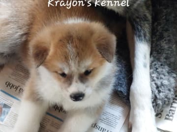Krayon's kennel