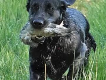 Ashhill Gundogs