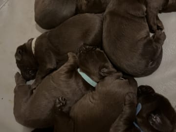 Värmdö kennel