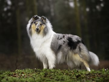 Ladias Dream Collies