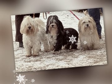 Ispärlans kennel