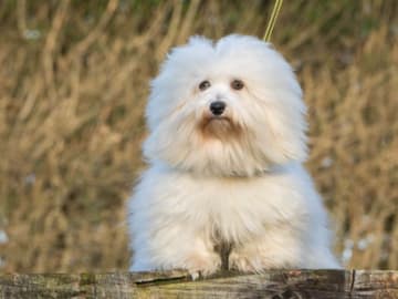Kystvejens Coton og Xolo