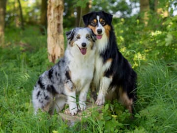 Breed of Magic