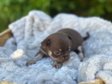 My Little Chi