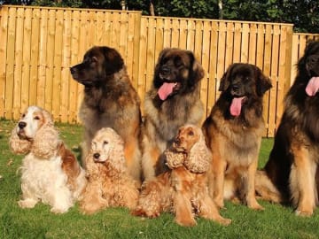 Dragongårdens kennel