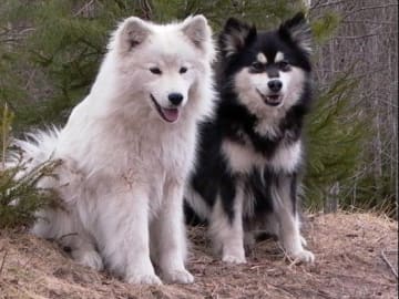 Fairdogs
