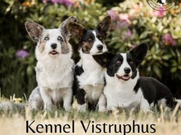 Vistruphus