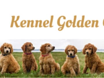 Golden Curly Dream