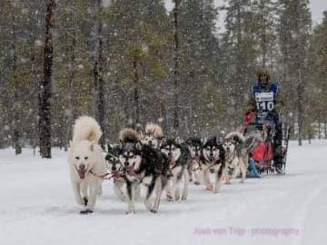 Kennel back to work