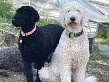 Lugnets kennel