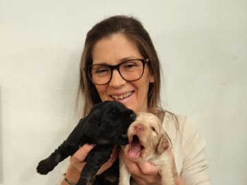 Babsan hund och kattklipp , babsans cockerpoo