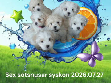 Söta valpar