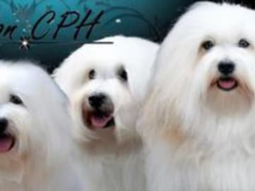 Coton CPH´s