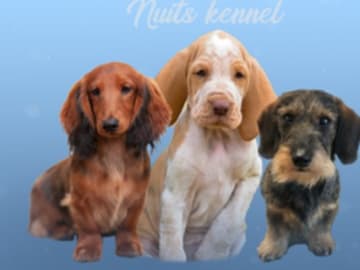 Nuits