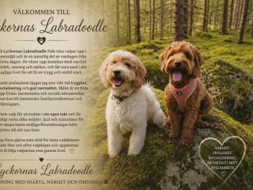 Lyckornaslabradoodle