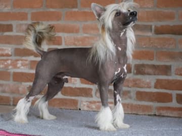 Proud Pony