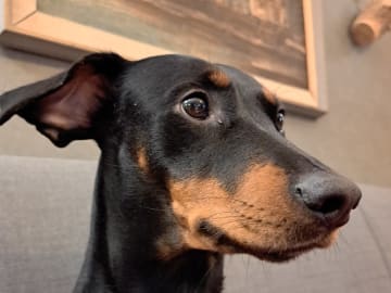 Lonely Dog
