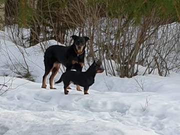 Asatrons kennel