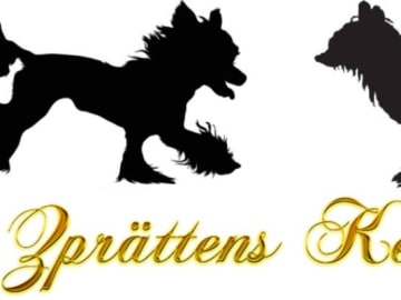 Zprättens