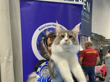 NO *Golden Lynx