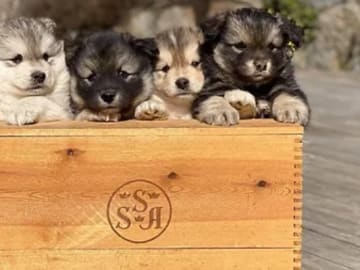 Samerajerna’s kennel
