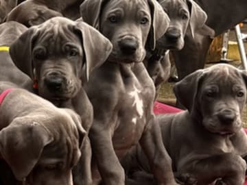 vom Blu Beleza