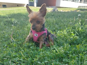 Divina