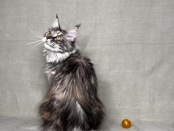 SE*Lilla Kattmakeriet