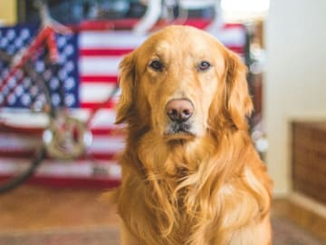 Skåneretrievers